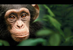 bande annonce de Chimpanzés